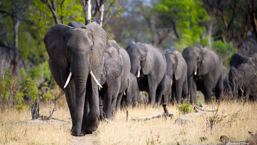 Elephants at Davisons Camp